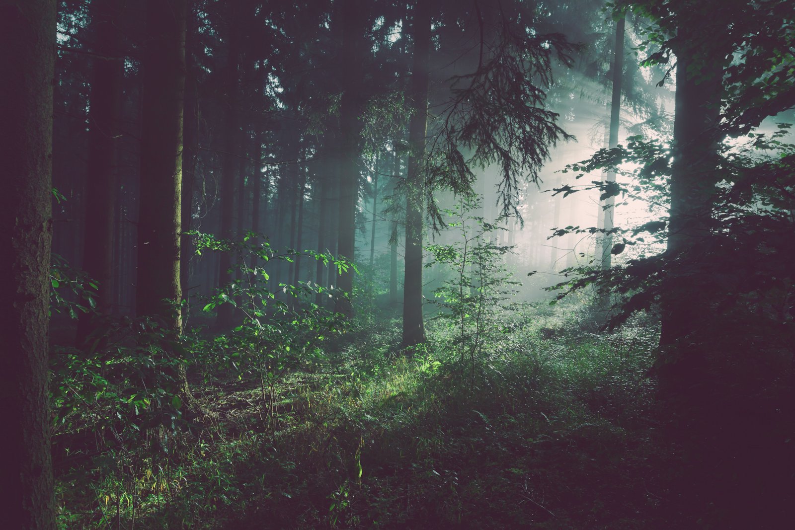 Tall woods